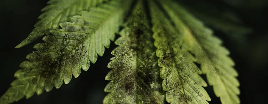 inner-sooth-mold-royal-queen-seeds