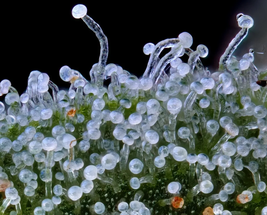 trichomes