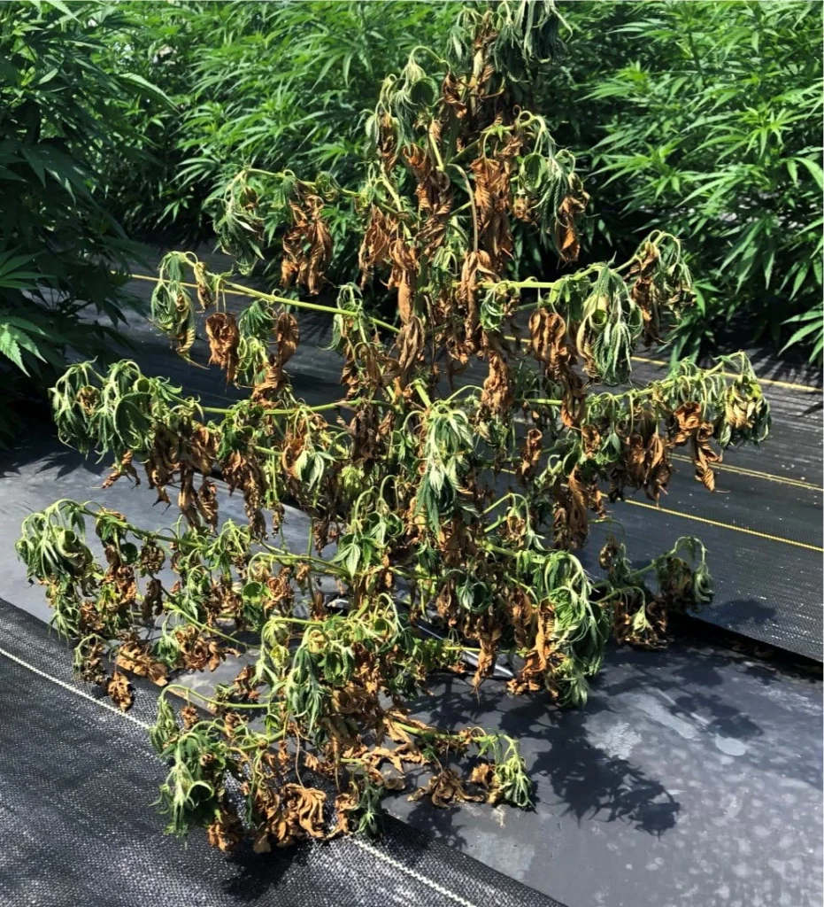 fusarium-source-cornell-edu