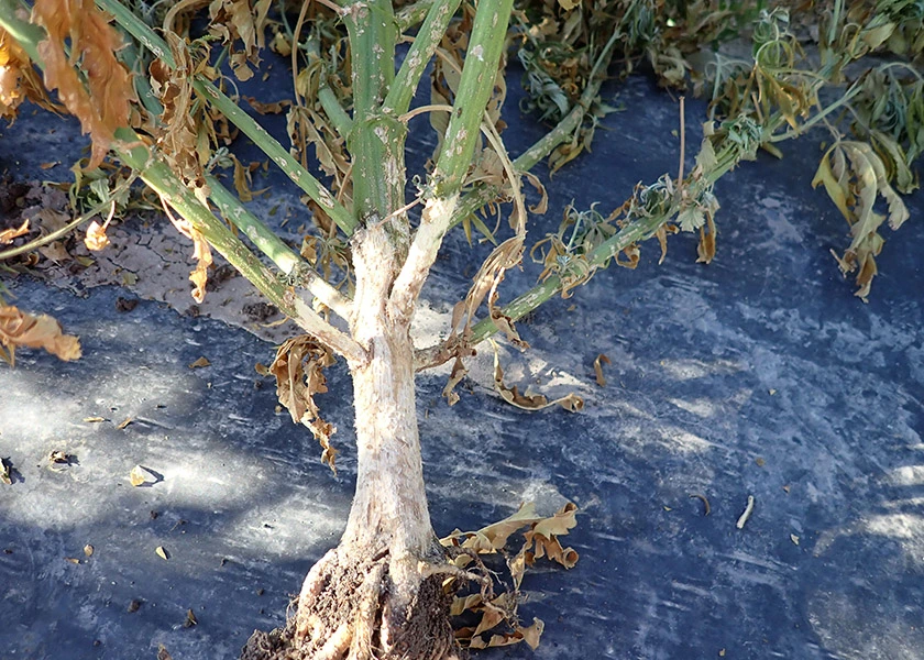 pythium-utah-state-university