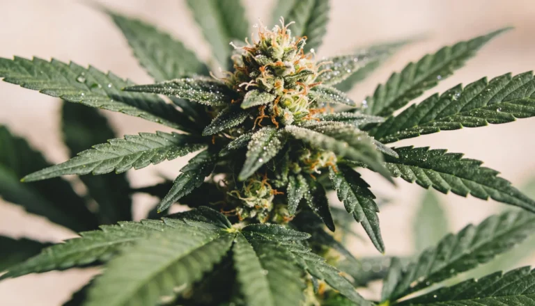 What Is THCA? The Difference With THC